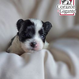 Jinu - Parti male Yorkshire Terrier puppy in California from Corazon de gigante