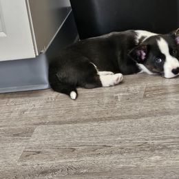 Cardigan Welsh Corgi and Labrador Retriever Puppies from LynnDee's Kennel