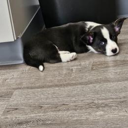Cardigan Welsh Corgi and Labrador Retriever Puppies from LynnDee's Kennel