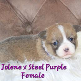 Sable bluie female - Blue female Pembroke Welsh Corgi puppy in Wayne City, Illinois from Lash Livestock & Corgis
