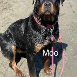 Moo - Rottweiler