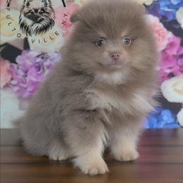 Bear - Lavender male Pomeranian puppy in Fultonville, New York from Sandy Aussies & Pomeranians