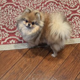Koda - Orange sable female Pomeranian puppy in Newport Beach, California from Exotic City Pomeranians and chihuahuas
