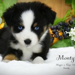 Monty - Black & white male Australian Shepherd puppy in Ranger, Texas from Outback Mini Aussies