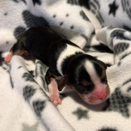 Blitzen - Tri-color male Cavalier King Charles Spaniel puppy in Destin, Florida from Ruby’s Coastal Cavaliers