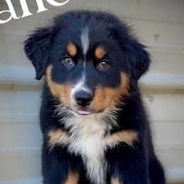 Jane - Black tri-color female Australian Shepherd puppy in Albany, Georgia from Muckalee Lane Aussies
