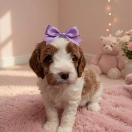 Honey - White female Cavapoo puppy in Ormond Beach, Florida from Florida Coast Doodles