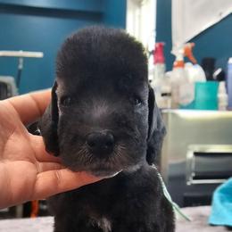 Celine - Blue female Bedlington Terrier puppy in Rincon, Georgia from Prismic Bedlington Terriers