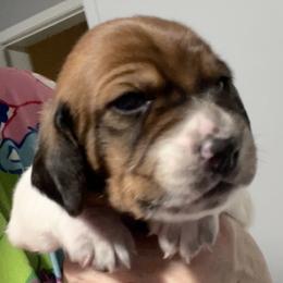 Yellow collar - Mahogany and white male Basset Hound puppy in Huntsville, Texas from Lil Bratz Bassets