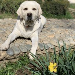 Labrador Retriever All Grown Up from Chateau St. John