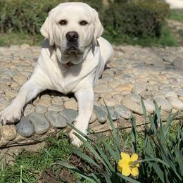 Labrador Retriever All Grown Up from Chateau St. John