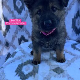 Strellka - Sable female German Shepherd puppy in New Cambria, Missouri from Des Hausraben Shepherds