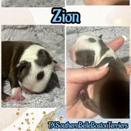 Zion - Seal and white male Boston Terrier puppy in Brazos Point, Texas from TX Southern Belle Bostons