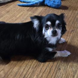 VAL - Chihuahua