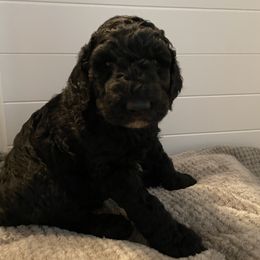 "Michelle " Goldendoodle Puppies from Lady’s Goldendoodles