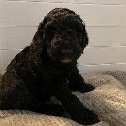 "Michelle " Goldendoodle Puppies from Lady’s Goldendoodles
