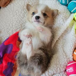 Bugs - Red male Pembroke Welsh Corgi puppy in Frontenac, Kansas from Holloway Corgis