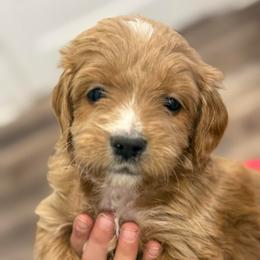 Audie - Red  male Goldendoodle puppy in Ambrose, Georgia from Brandilyn's Aussies