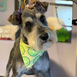 Coop - Miniature Schnauzer
