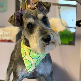 Coop - Miniature Schnauzer