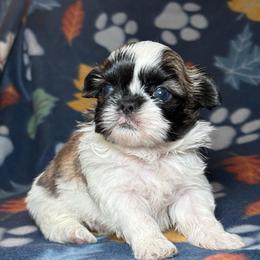 Zeus - Tricolor male Shih Tzu puppy in Phoenix, Arizona from Spoiled ShihTzu LLC