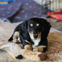 Girl 2 - Black and cream Dachshund puppy in Ethel, Washington from Mickey's Miracle Doxies