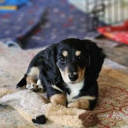 Girl 2 - Black and cream Dachshund puppy in Ethel, Washington from Mickey's Miracle Doxies