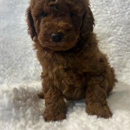 Teddy - Red  male Goldendoodle puppy in Wever, Iowa from JK Royal Lines