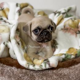 Sunny - Fawn male Pug puppy in Shady Hills, Florida from Premium Pugs