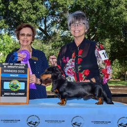 Wynn - Dachshund