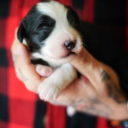 Sonnet - Black tri female Miniature American Shepherd puppy in Battle Ground, Washington from Casita Miniature American Shepherds