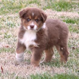 (Joe) Louis with blue eyes - Red tri-color male Australian Shepherd puppy in Cookeville, Tennessee from Spring Creek Aussies