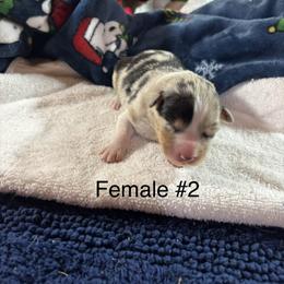 Blue girl - Blue merle female Australian Shepherd puppy in Loganville, Georgia from Howell Aussies