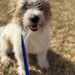 Willie, EJRTCA, 600 - Tri-color male Russell Terrier puppy in Anson, Texas from Allie’s Small Town Jacks