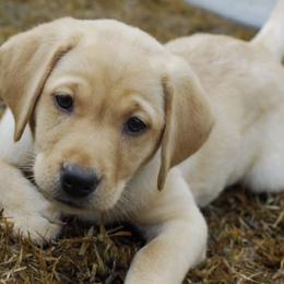Dilute Retrievers and Labrador Retrievers from Long Valley Labradors