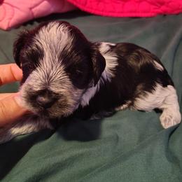 Major - Parti male Miniature Schnauzer puppy in Florida from Central Florida Schnauzers