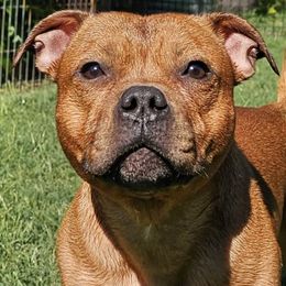 Staffordshire Bull Terriers from VIP Staffords