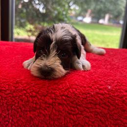 Susie - Parti female Miniature Schnauzer puppy in Clover, South Carolina from Bobo’s Babies Kennels