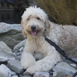 Honey - Goldendoodle