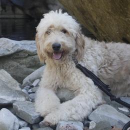 Honey - Goldendoodle