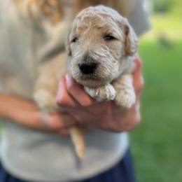 Blaze - Cream female Poodle puppy in St. Johnsbury, Vermont from Poodles of the Northern Woods