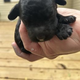 Vader - Black male Goldendoodle puppy in Jackson, Michigan from Surrey Lane Doodles