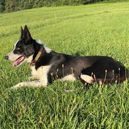 Border Collie puppies from Graham Livestock