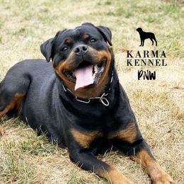 Greta - Rottweiler