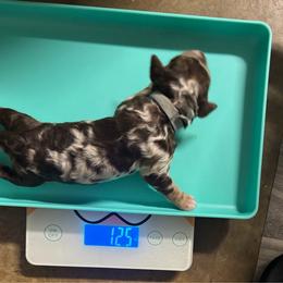 Kit Kat - Chocolate merle female Bernedoodle puppy in Richmond, Texas from Harper’s Heartbeats