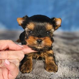 Teddy - Blue and gold male Yorkshire Terrier puppy in Polk City, Florida from Yorkies by Casey
