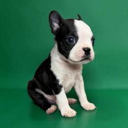 AKC Jasper - Black brindle and white male Boston Terrier puppy in Galena, Kansas from RottNBostons