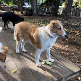 Old Time Scotch Collie Puppies from Carabella Vintage Collies
