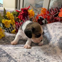 Red - Black tan and white female Beagle puppy in Vallejo, California from Tailwindfarm