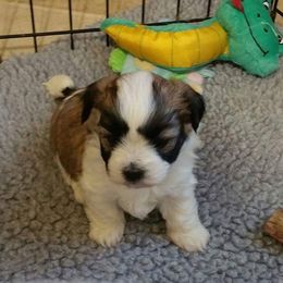 Havanese Puppies from Bedlem Havanese